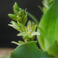 Chlorophytum heynei Baker